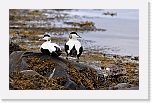 haahakat eiders 5272 * 1428 x 900 * (243KB)